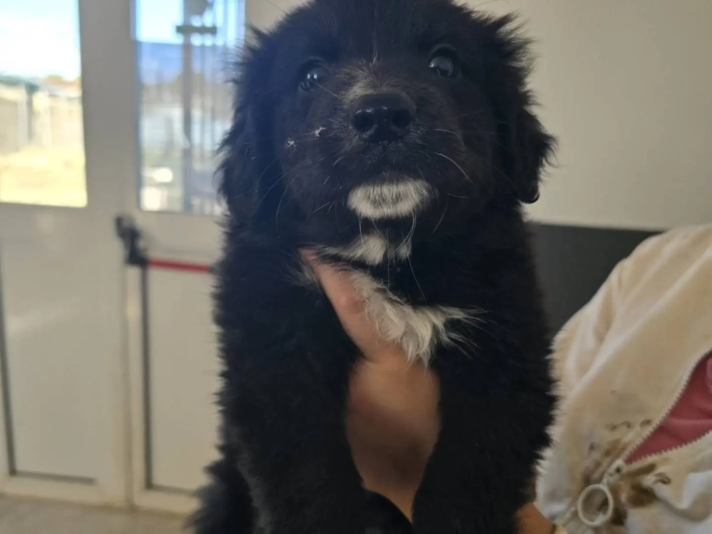 Adotta un cane, femmina, 2 mesi, Taranto