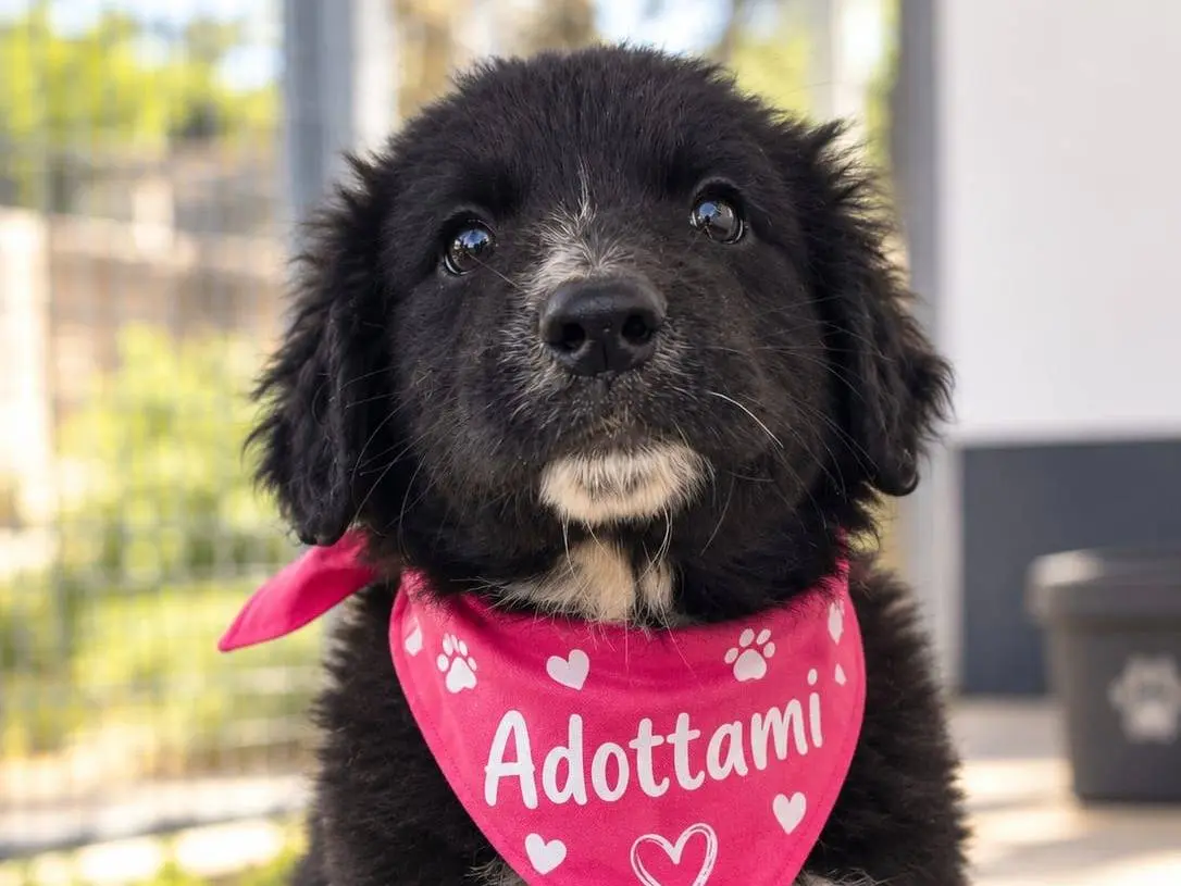 Adozione cane, femmina, Razza sconosciuta Razza sconosciuta, 2 mesi, taglia grande, Taranto