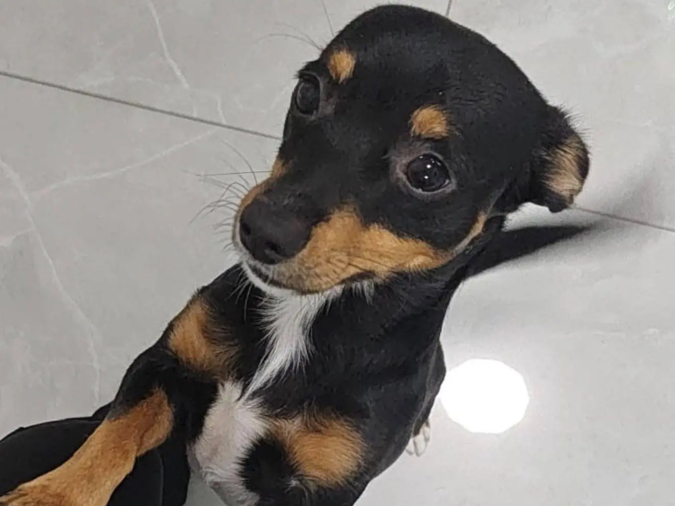 Adozione cane, maschio, Pinscher Razza sconosciuta, 8 mesi, taglia piccola, Trapani