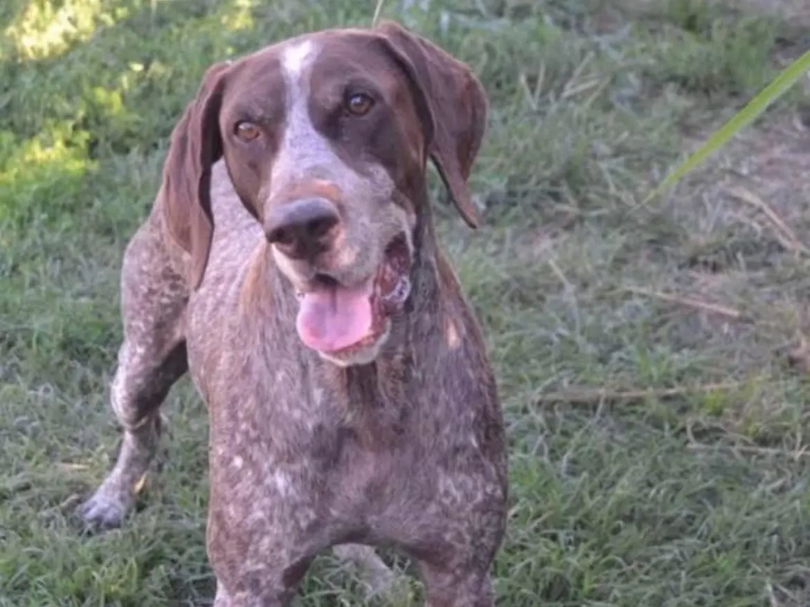 Adozione cane, maschio, Bracco Razza sconosciuta, 8 anni e 9 mesi, taglia grande, Milano