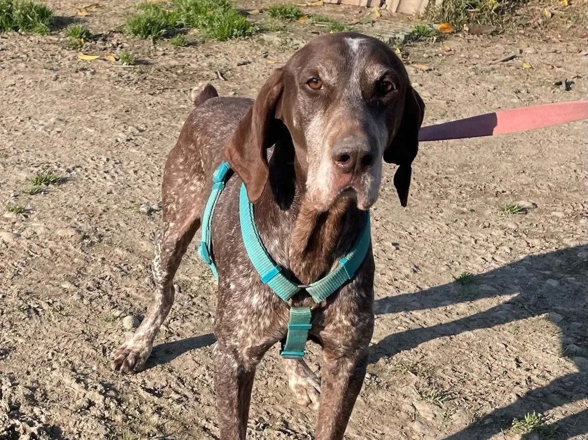 Vuoi adottare un cane a Milano?