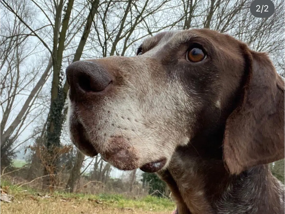 Adotta un cane, maschio, 8 anni e 9 mesi, Milano