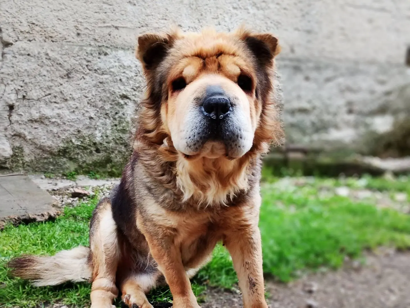 Adozione cane, maschio, Razza sconosciuta Razza sconosciuta, 5 anni e 9 mesi, taglia media, Frosinone