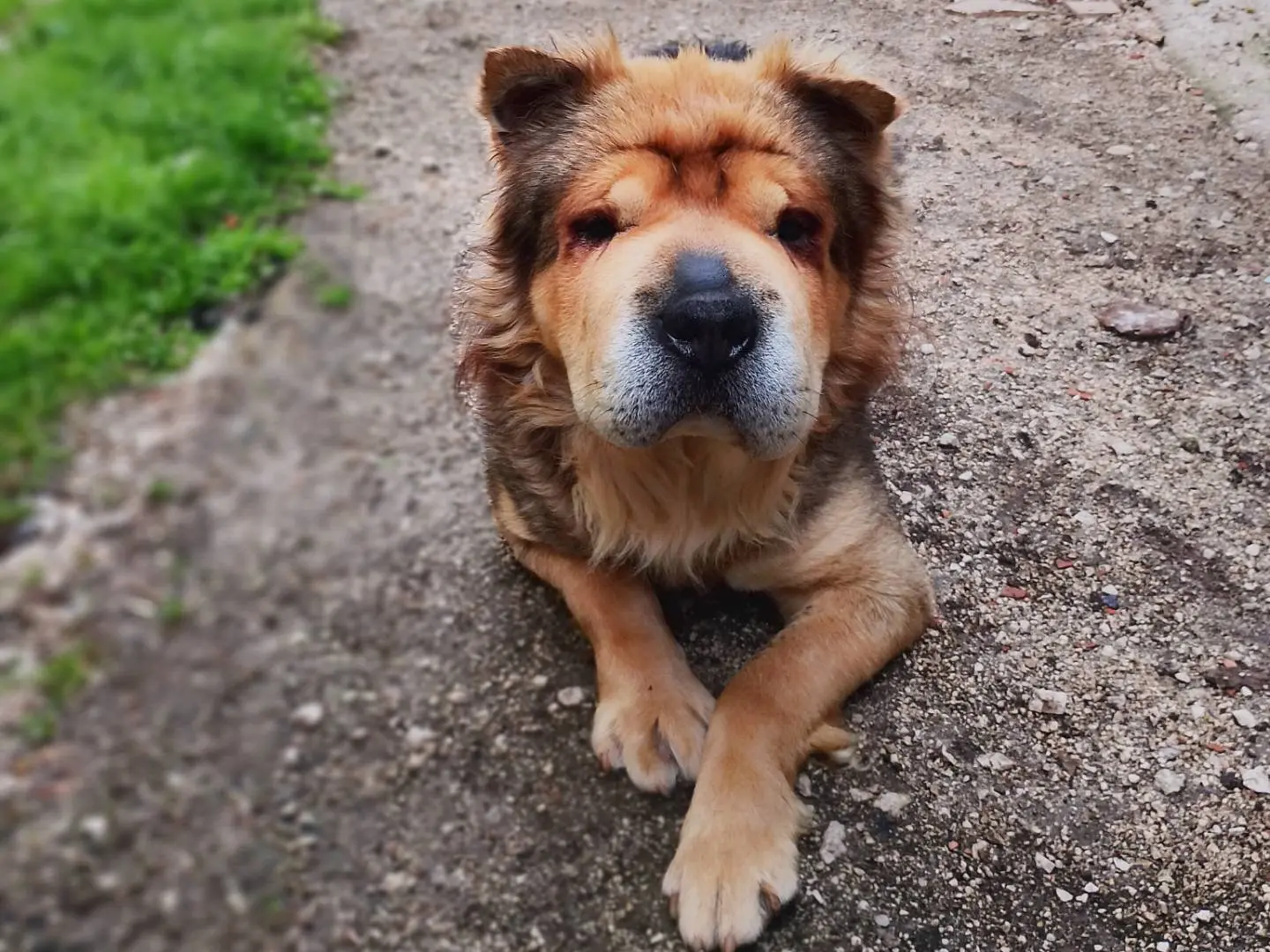 Adotta un cane, maschio, 5 anni e 9 mesi, Frosinone