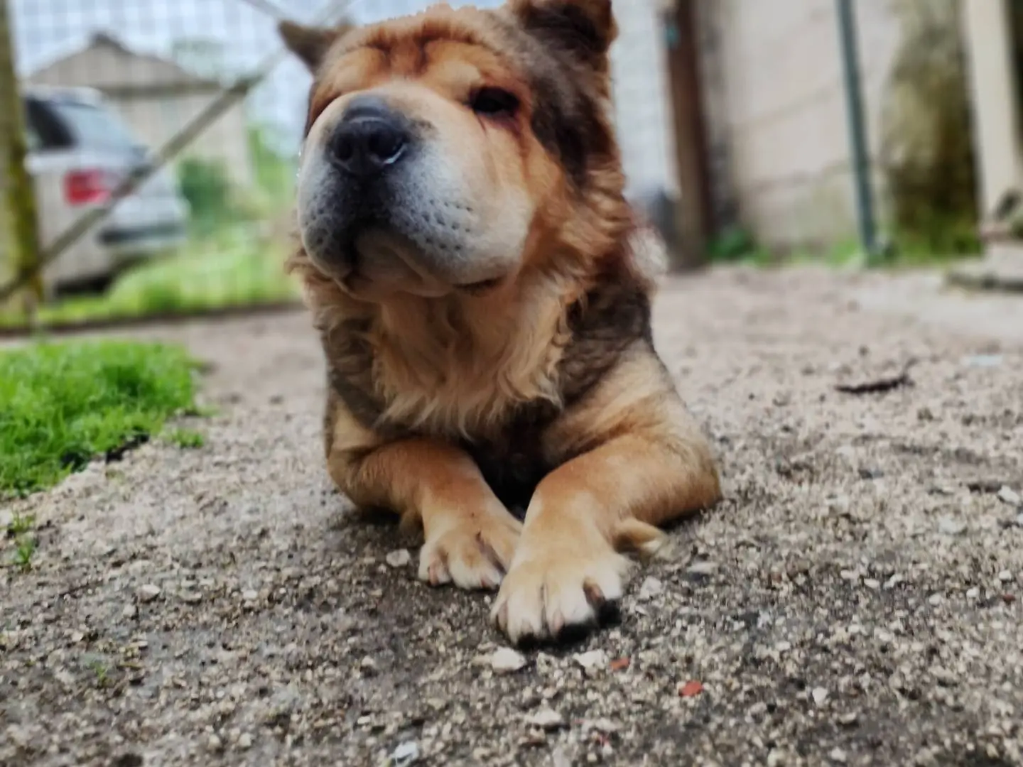 Vuoi adottare un cane a Frosinone?