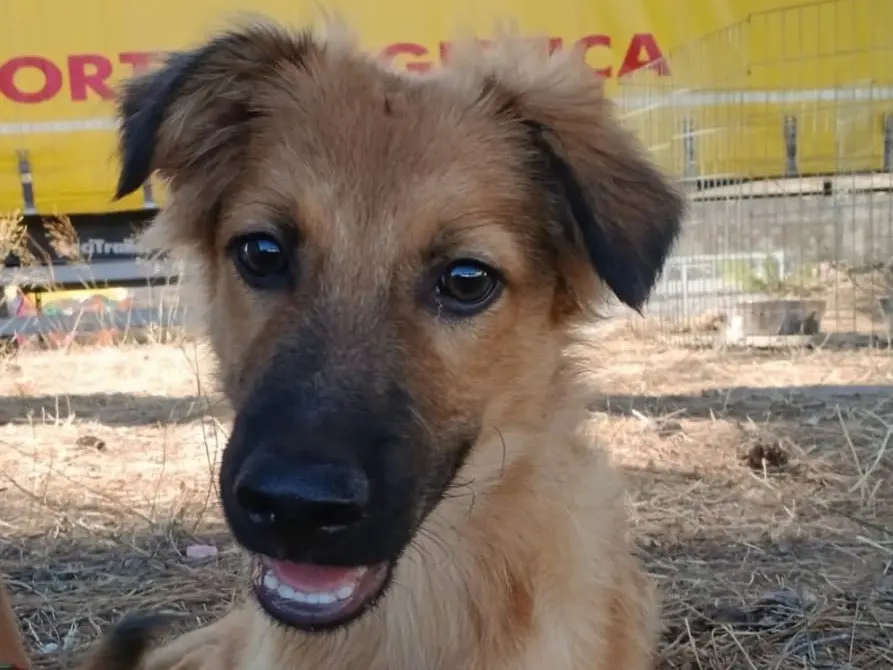 Adozione cane, maschio, Razza sconosciuta Razza sconosciuta, 6 mesi, taglia media, Crotone