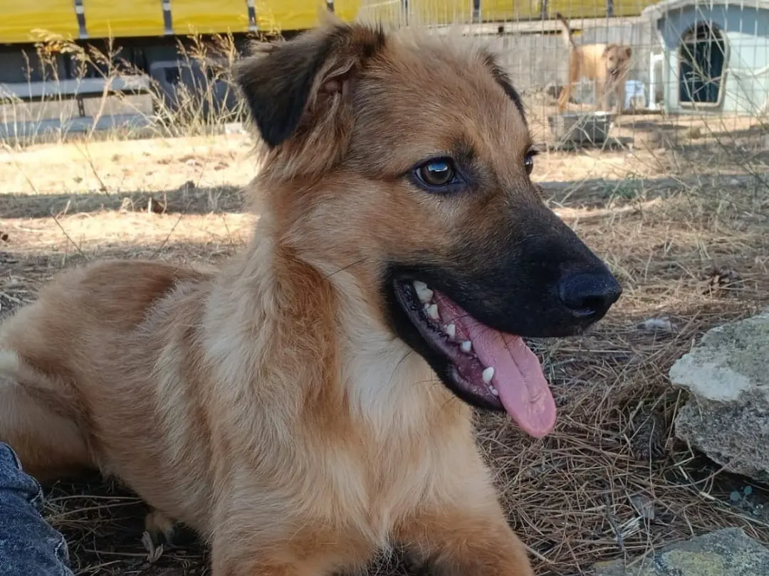 Adotta un cane, taglia media, maschio, Crotone