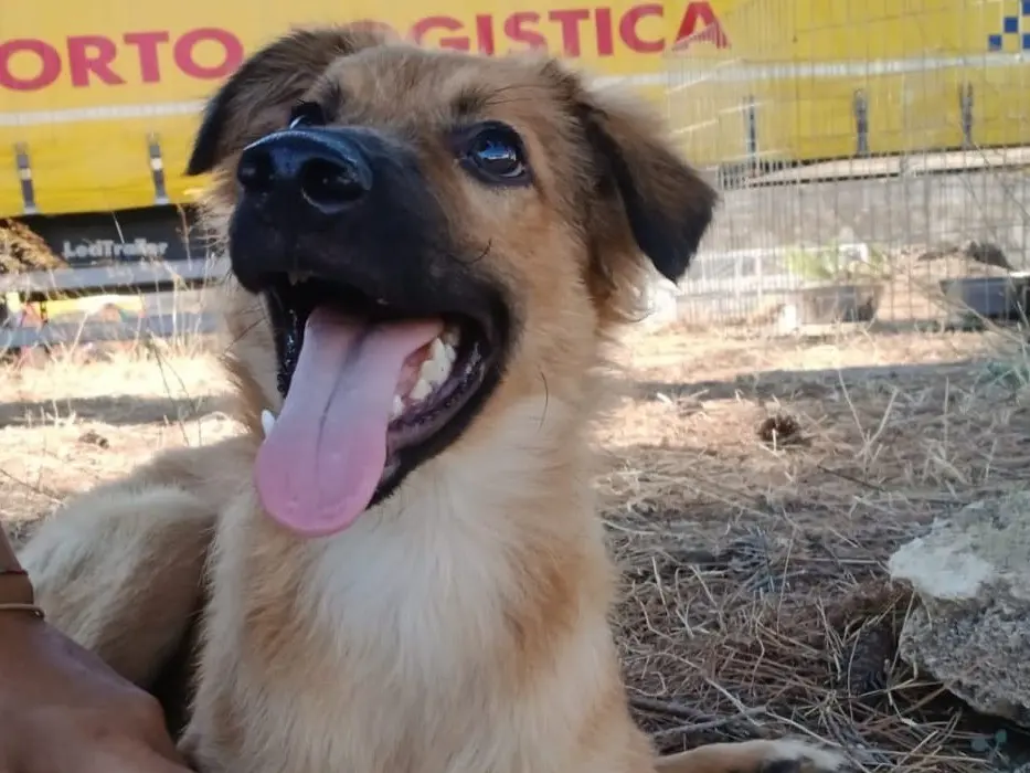Adotta un cane, maschio, 6 mesi, Crotone