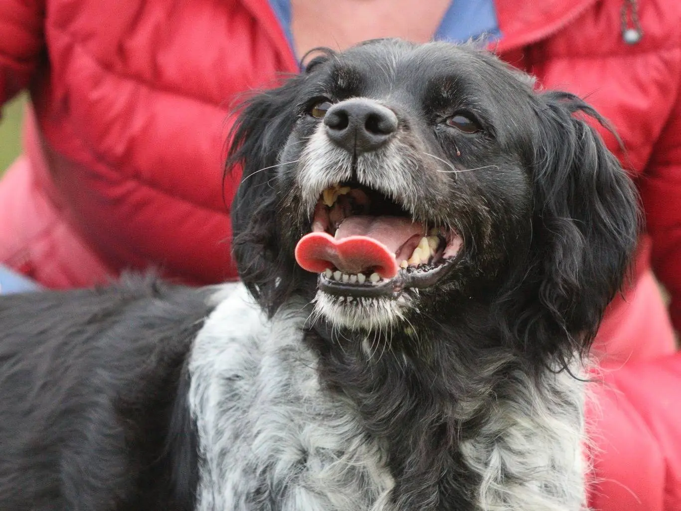 Vuoi adottare un cane a Piacenza?