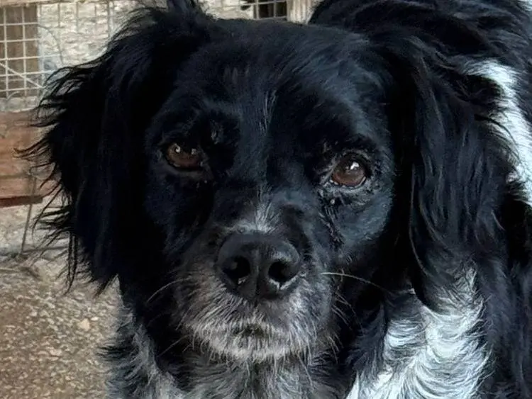 Adotta il cane Piera a Piacenza