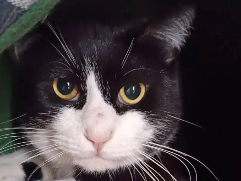 Adozione gatto, maschio, Razza sconosciuta Razza sconosciuta, 4 anni, taglia non valida, Monza