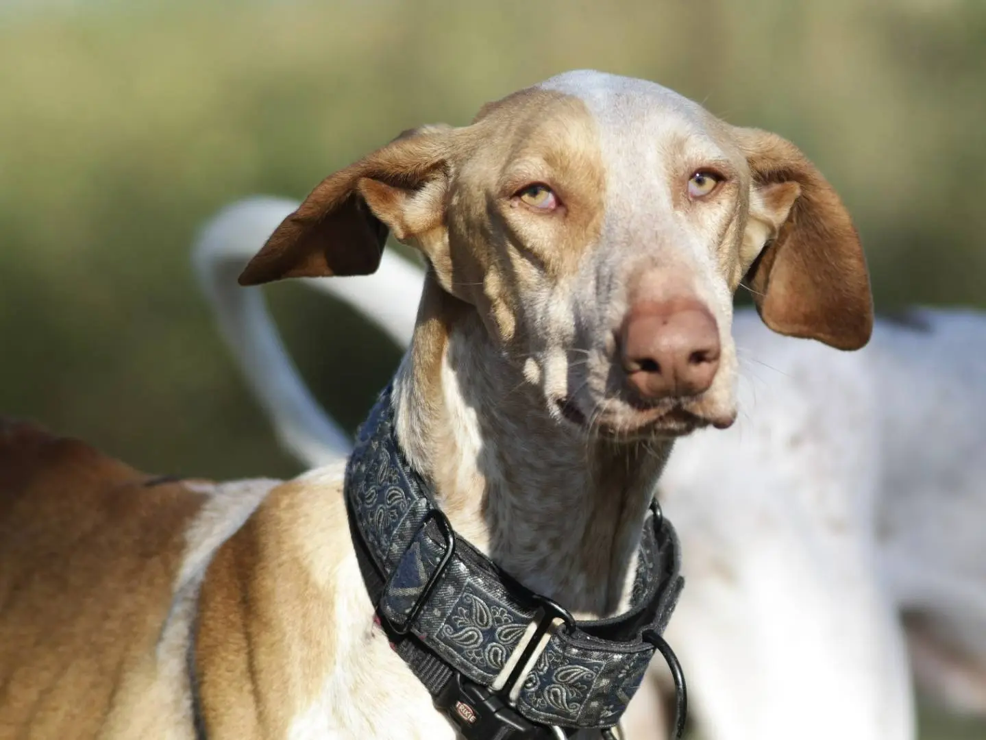 Adotta un cane, maschio, 5 anni e 3 mesi, Rovigo