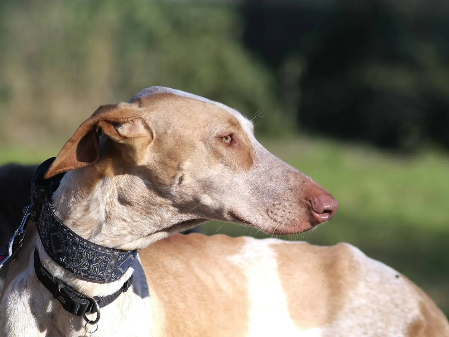 Adozione cane, maschio, Razza sconosciuta Razza sconosciuta, 5 anni e 3 mesi, taglia grande, Rovigo
