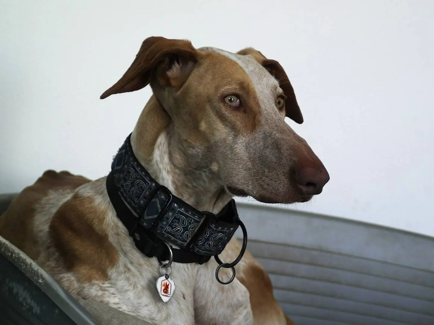 Adotta un cane, taglia grande, maschio, Rovigo