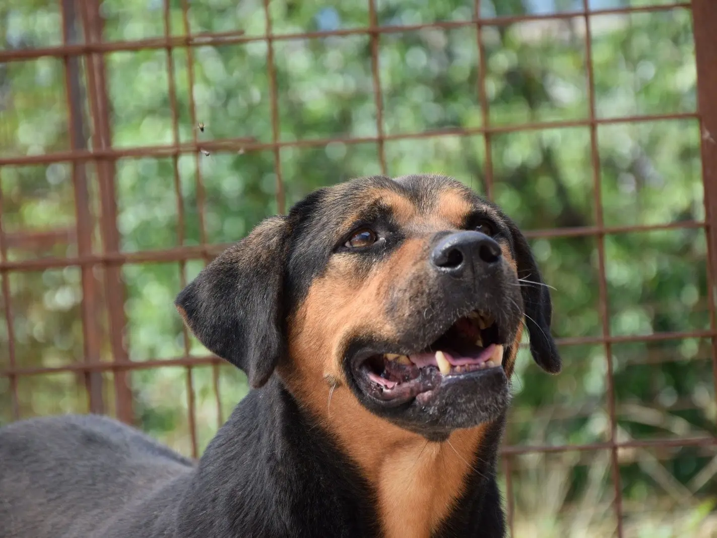 Adozione cane, maschio, Rottweiler Razza sconosciuta, 8 anni e 1 mese, taglia media, Pescara
