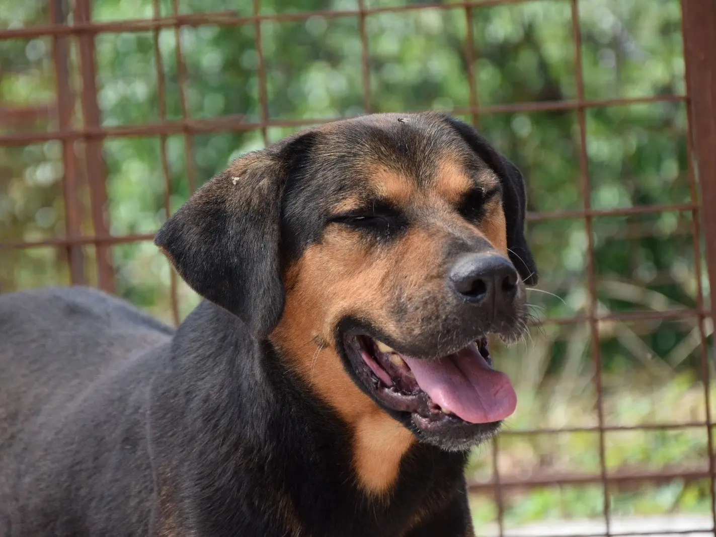 Adotta un cane, maschio, 8 anni e 1 mese, Pescara