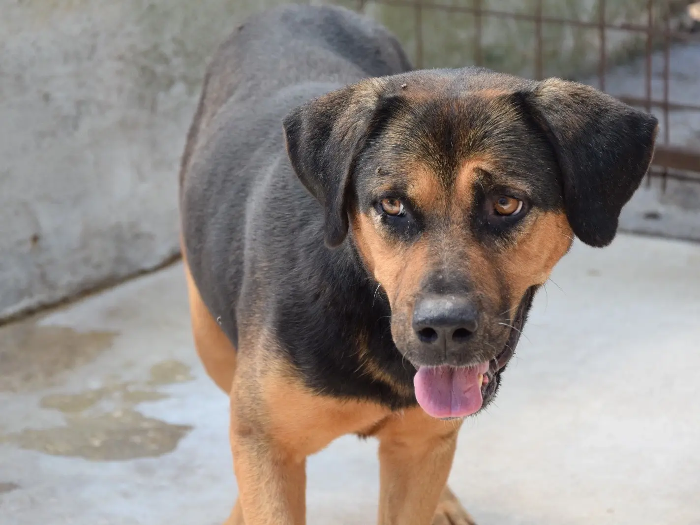 Vuoi adottare un cane a Pescara?