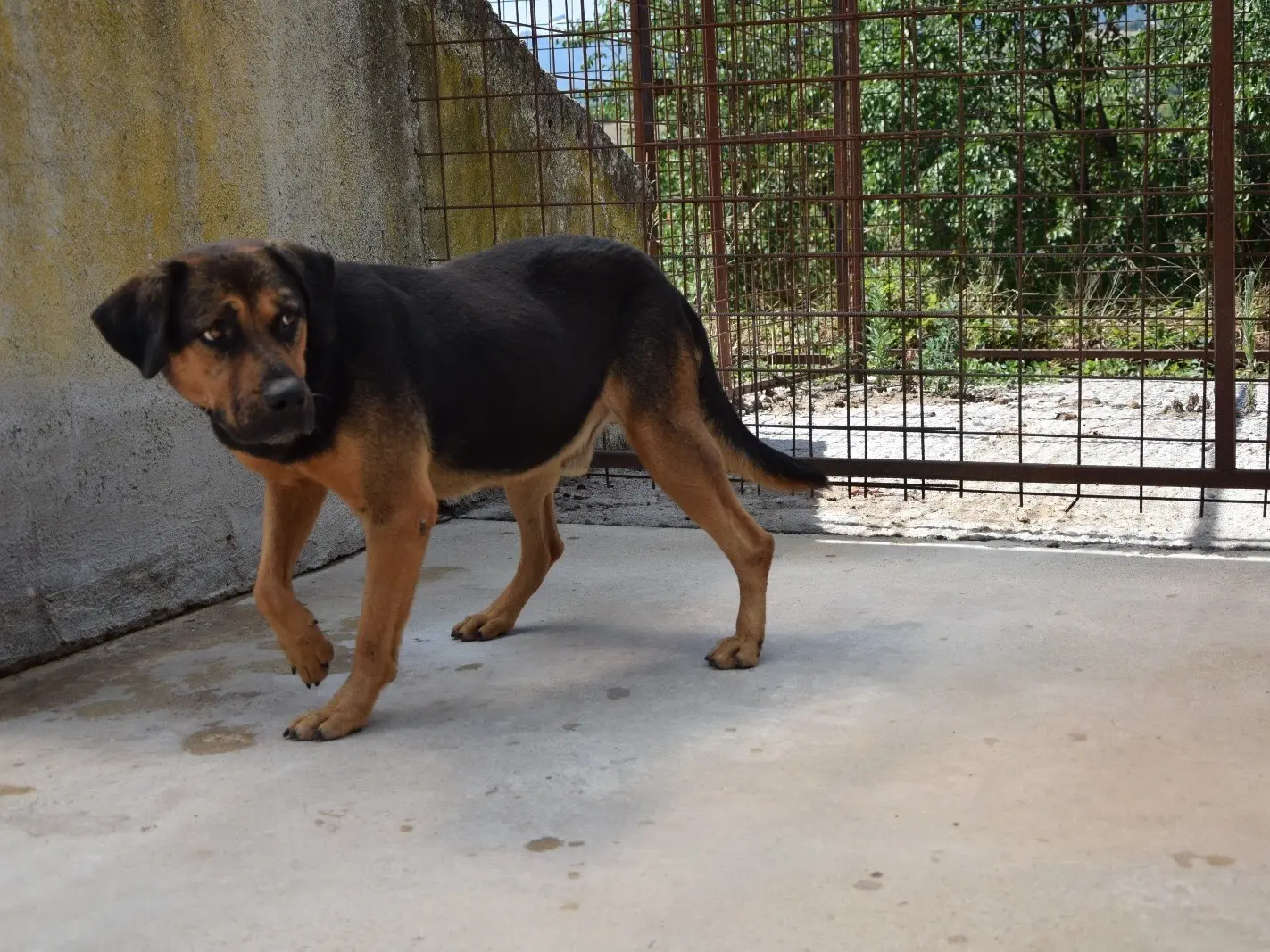 Adotta un cane, taglia media, maschio, Pescara