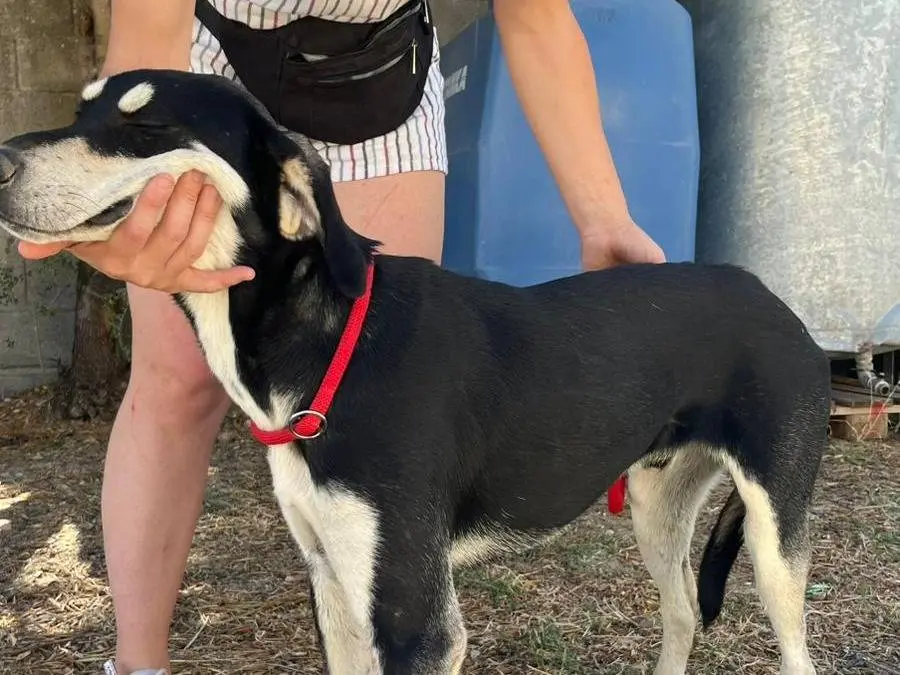 Adotta un cane, taglia media, maschio, Crotone