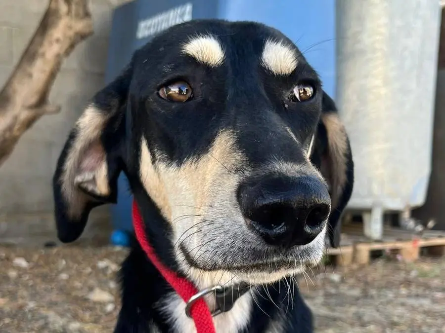 Adozione cane, maschio, Razza sconosciuta Razza sconosciuta, 1 anno e 6 mesi, taglia media, Crotone