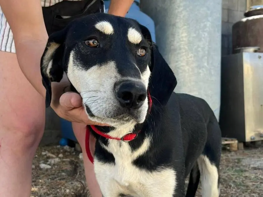 Adotta un cane, maschio, 1 anno e 6 mesi, Crotone