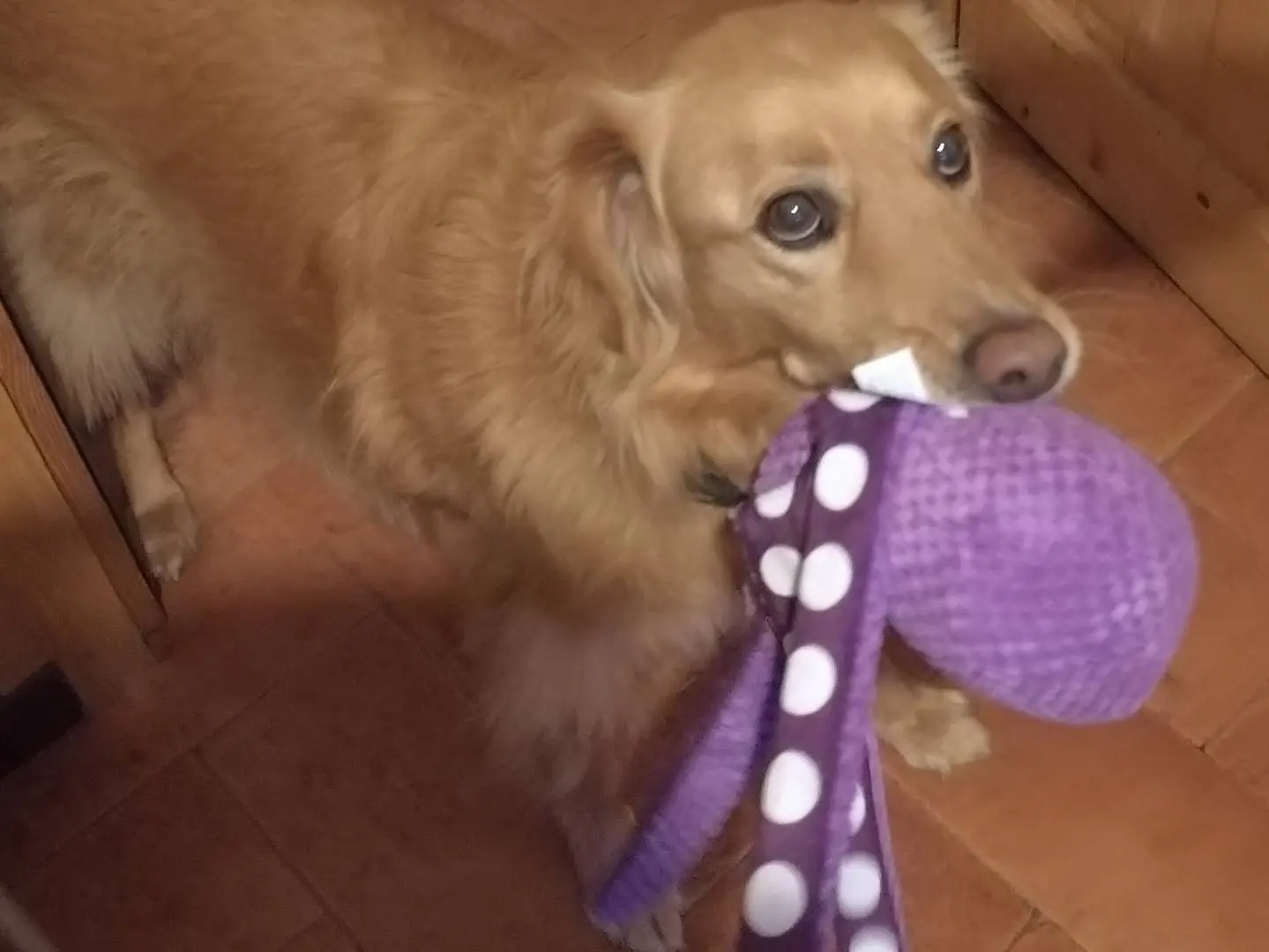 Adozione cane, maschio, Razza sconosciuta Razza sconosciuta, 7 anni e 10 mesi, taglia media, Viterbo