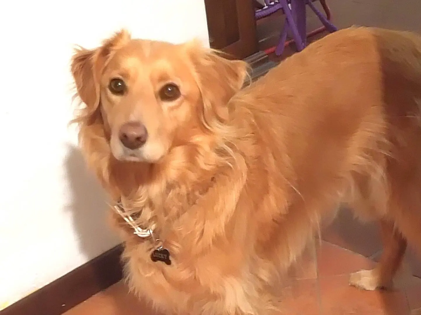 Adotta un cane, taglia media, maschio, Viterbo