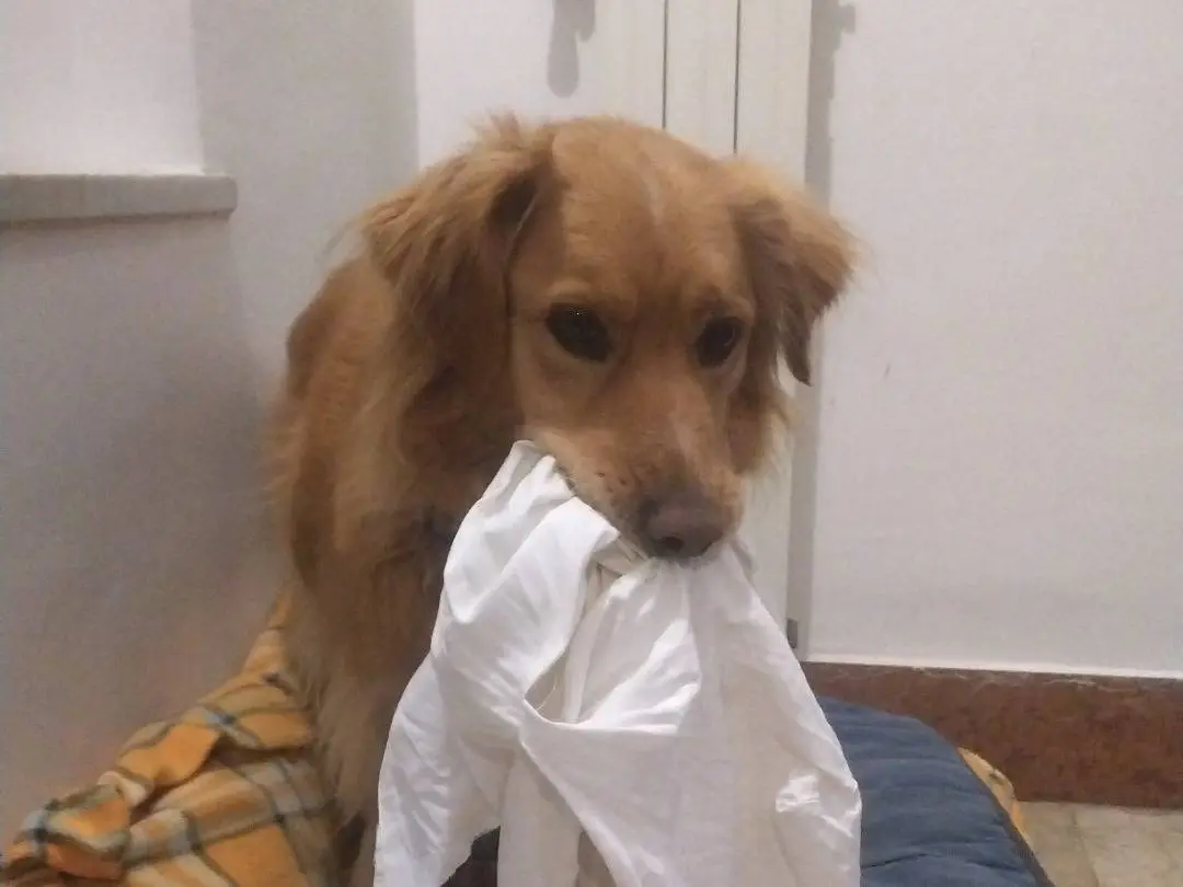 Adotta un cane, maschio, 7 anni e 10 mesi, Viterbo