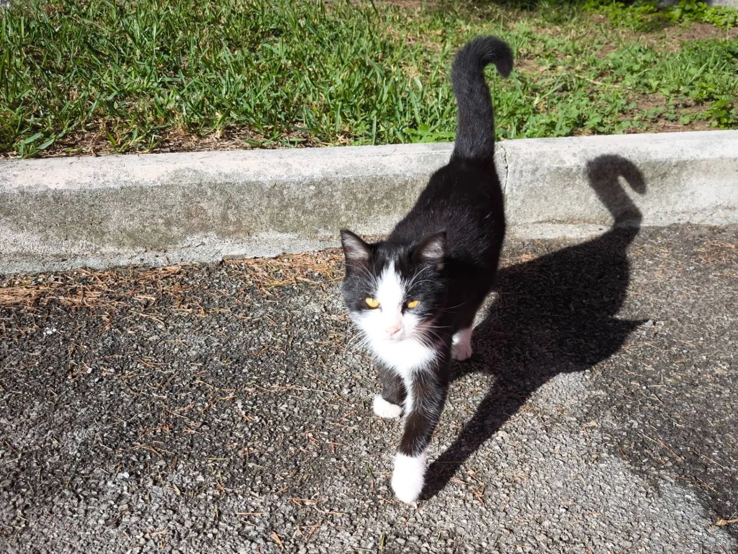 Adotta un gatto, maschio, 1 anno e 3 mesi, Napoli