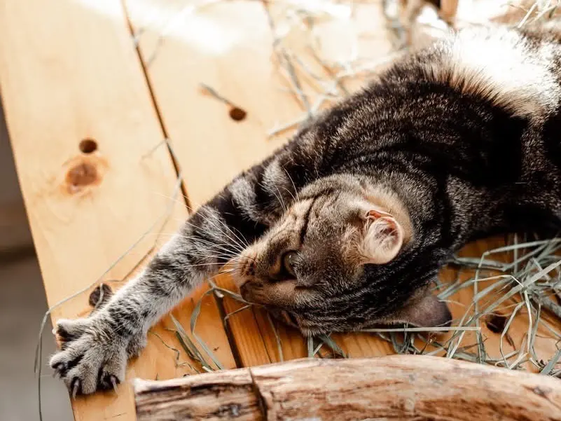 Vuoi adottare un gatto a Bari?
