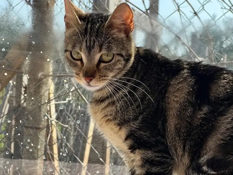Adozione gatto, femmina, Razza sconosciuta Razza sconosciuta, 3 anni e 9 mesi, taglia non valida, Bari