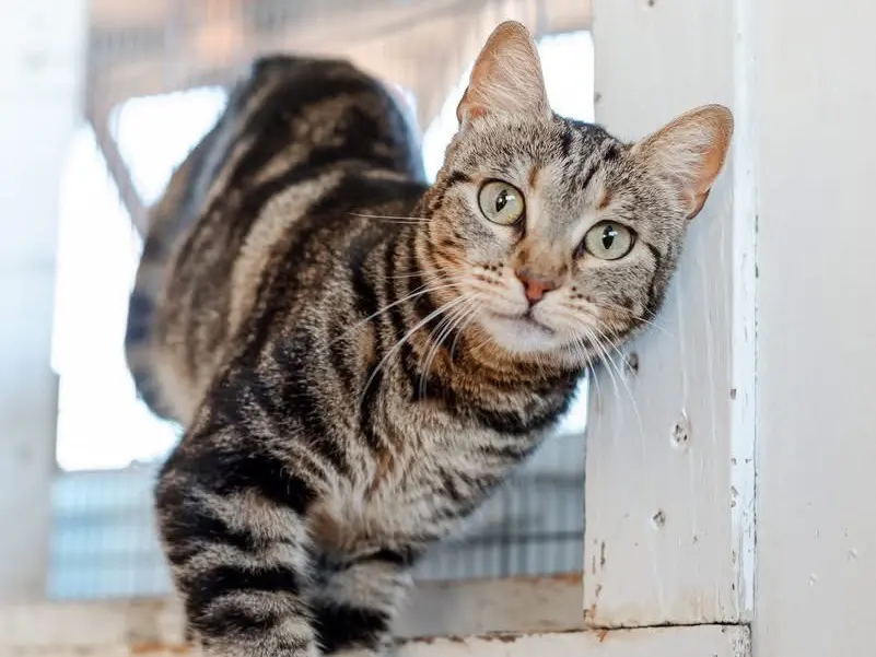 Adotta il gatto SIA a Bari