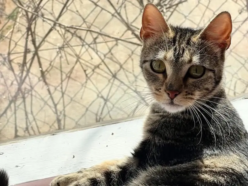 Adotta un gatto, femmina, 3 anni e 9 mesi, Bari