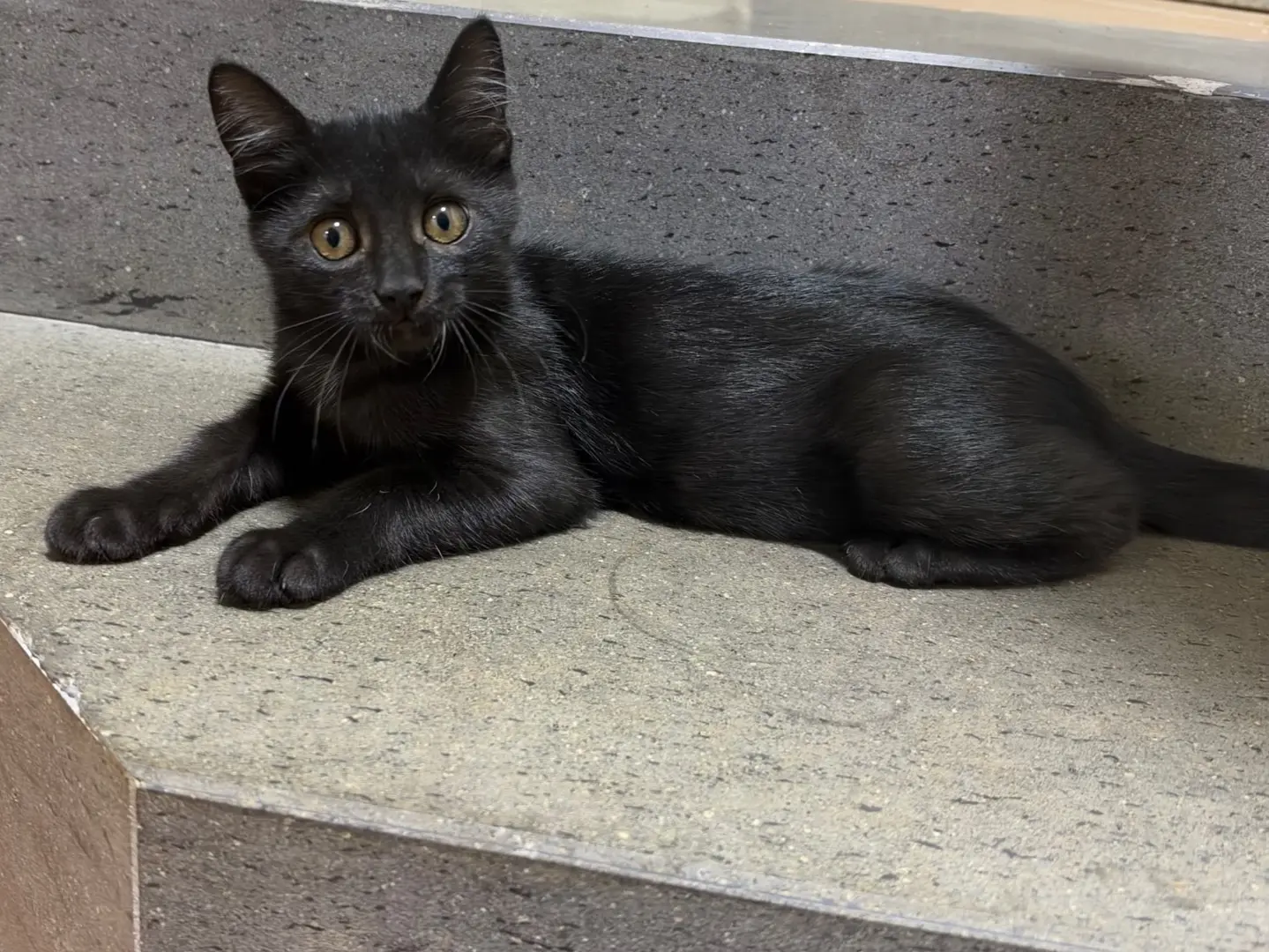 Adozione gatto, femmina, Razza sconosciuta Razza sconosciuta, 2 mesi, taglia non valida, Roma
