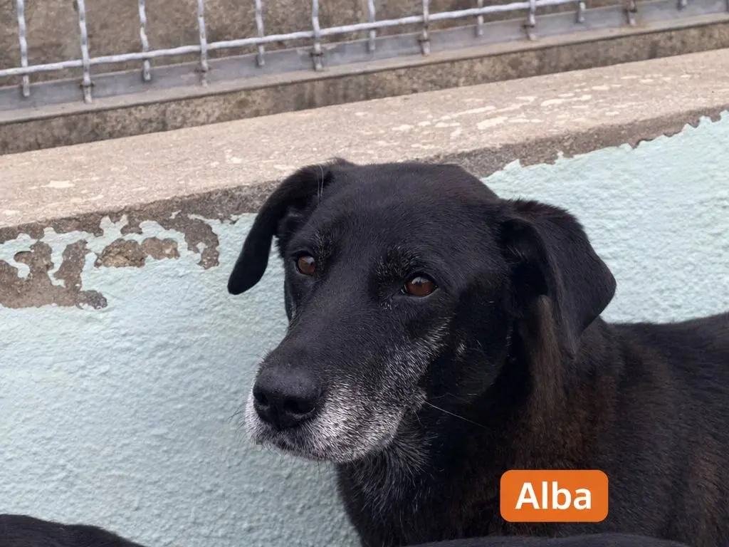 Adotta un cane, taglia media, femmina, Avellino