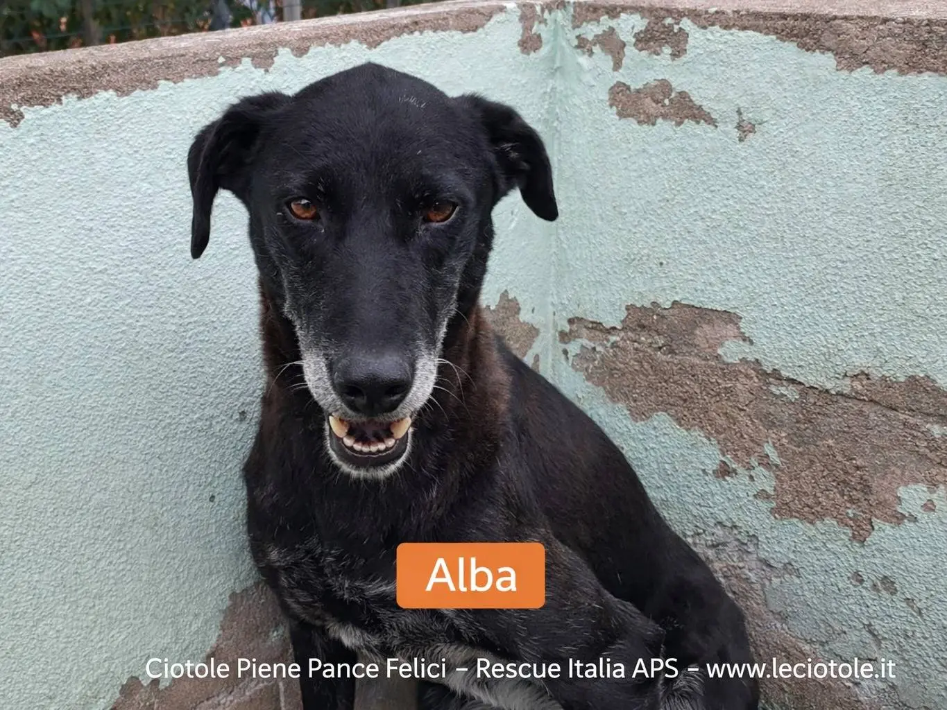 Adozione cane, femmina, Razza sconosciuta Razza sconosciuta, 8 anni e 3 mesi, taglia media, Avellino