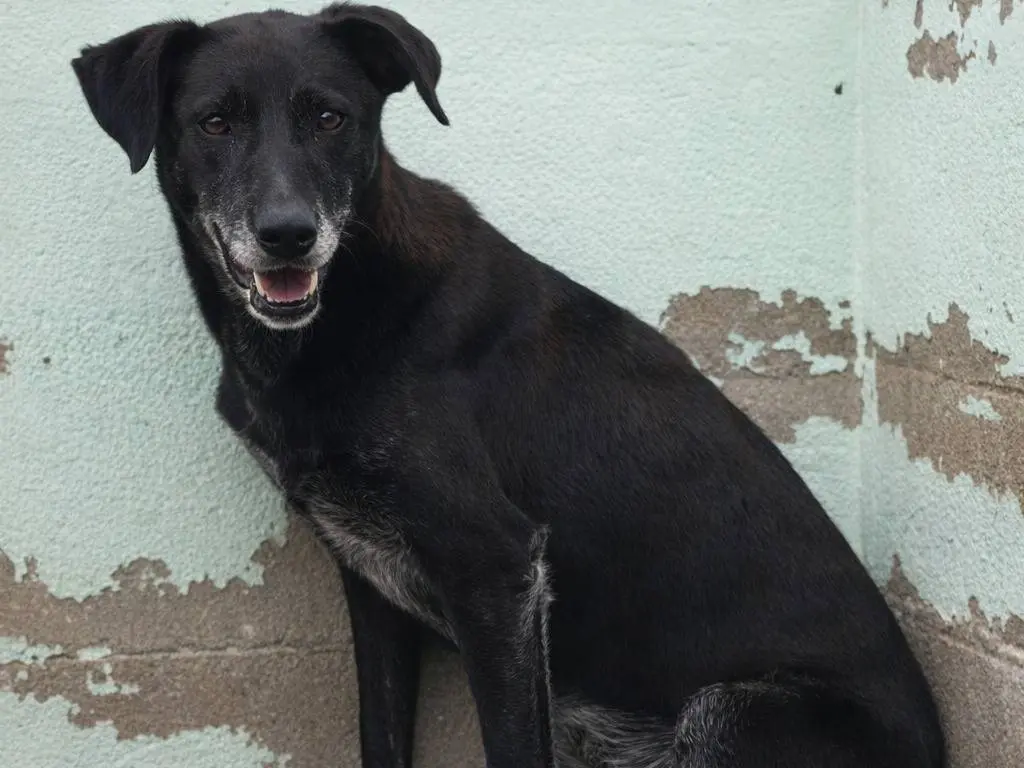 Adotta un cane, femmina, 8 anni e 3 mesi, Avellino