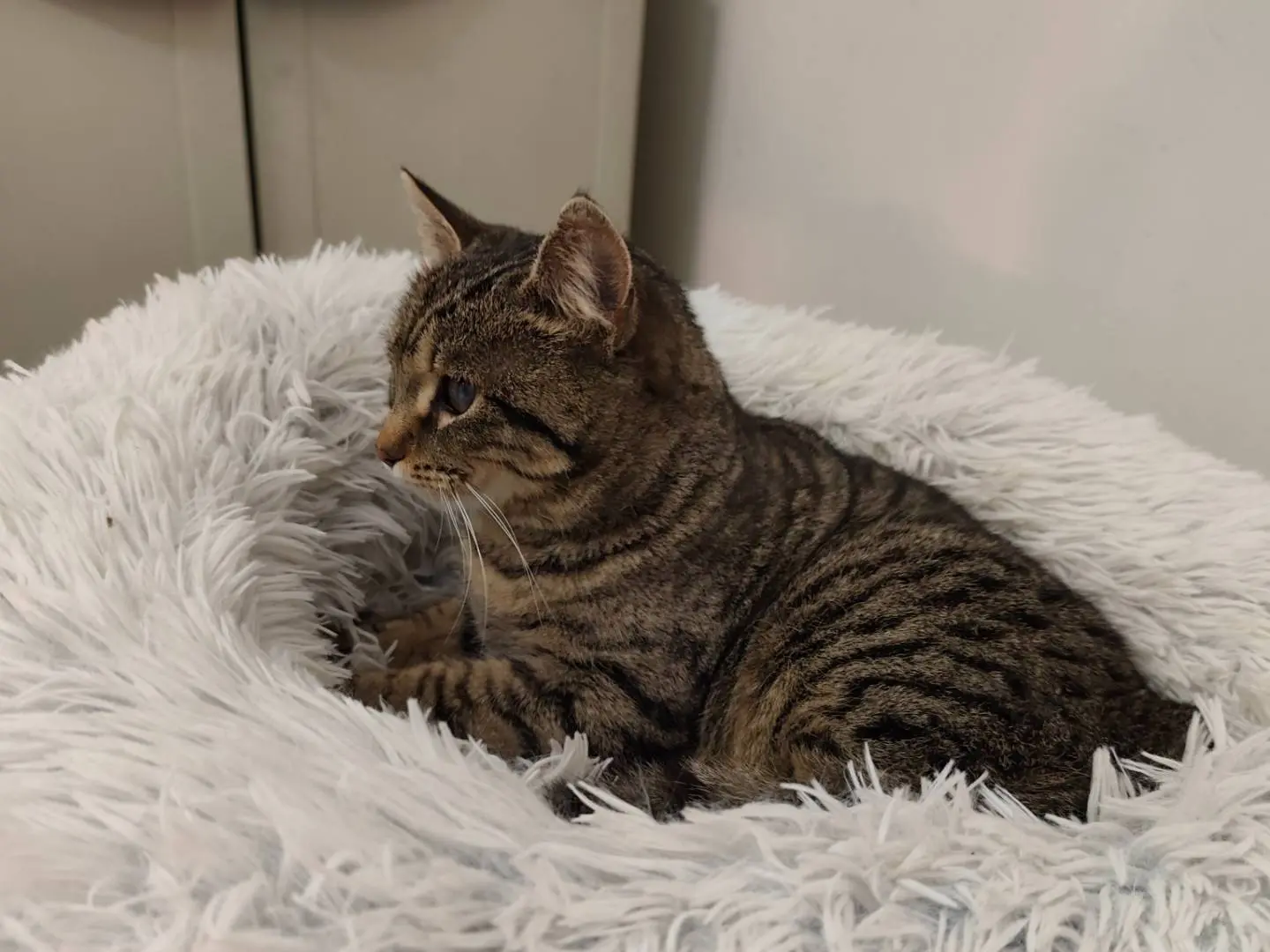 Vuoi adottare un gatto a Taranto?