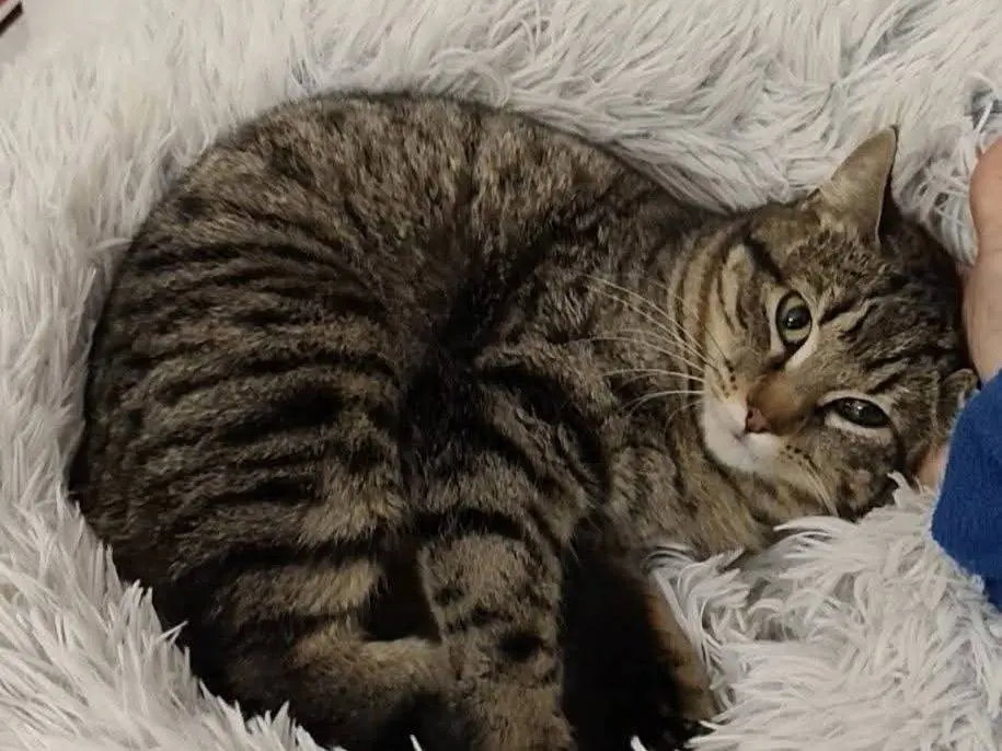 Adotta un gatto, femmina, 1 anno, Taranto