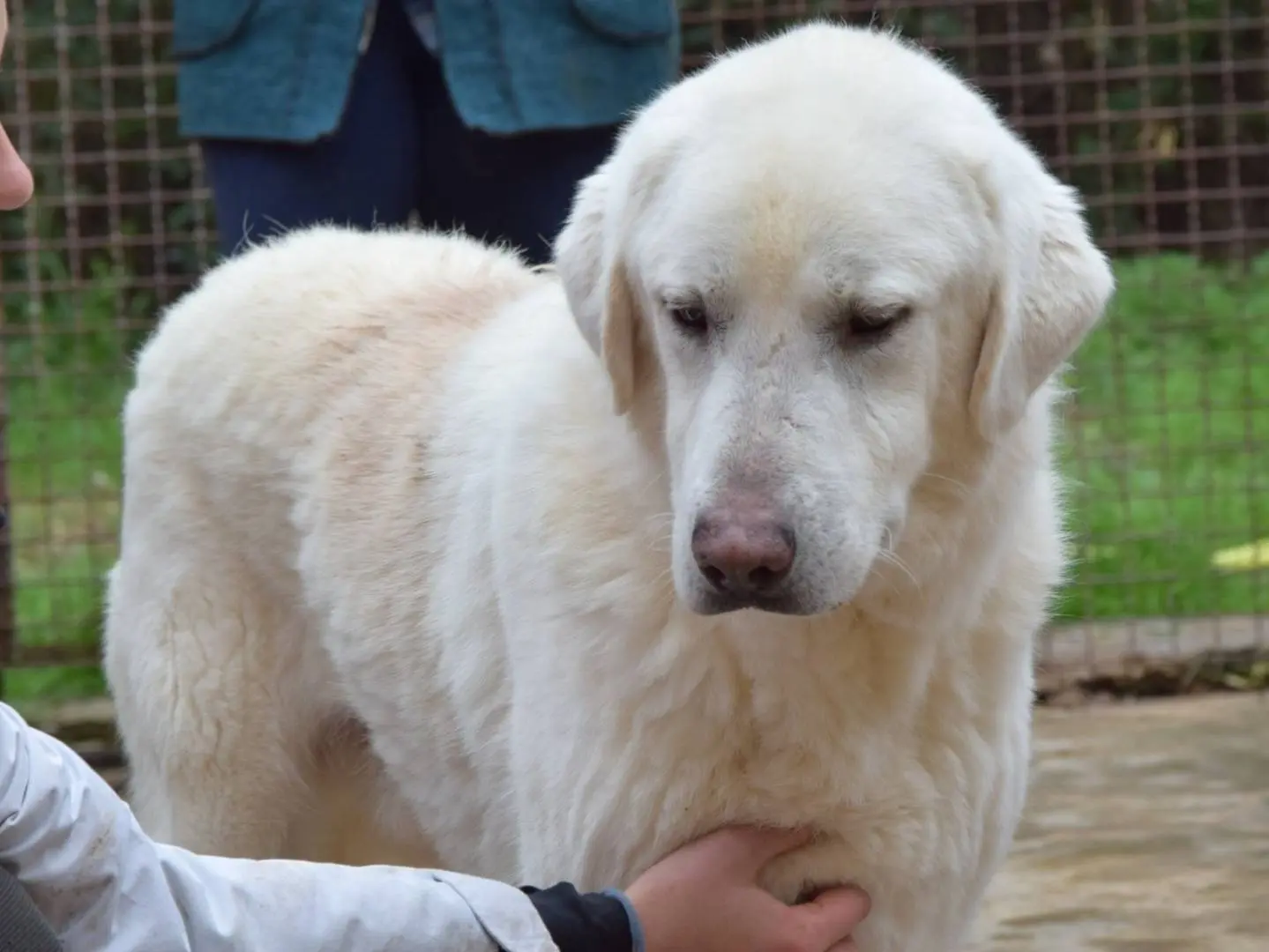 Adozione cane, maschio, Razza sconosciuta Razza sconosciuta, 5 anni e 9 mesi, taglia gigante, Chieti