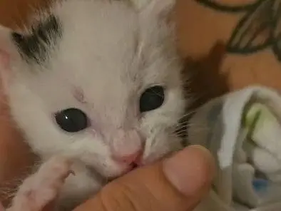 Adotta un gatto, maschio, 1 anno e 3 mesi, Palermo