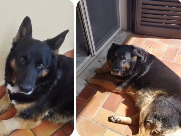 Adozione cane, maschio, Pastore Belga Malinois Razza sconosciuta, 6 anni e 3 mesi, taglia grande, Napoli