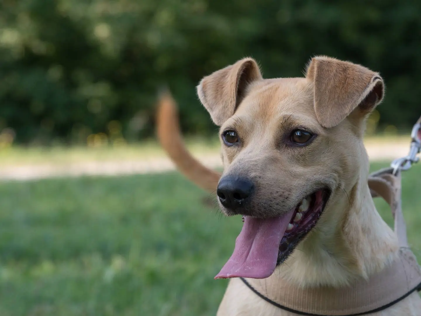 Adozione cane, maschio, Razza sconosciuta Razza sconosciuta, 13 anni e 8 mesi, taglia media contenuta, Ferrara