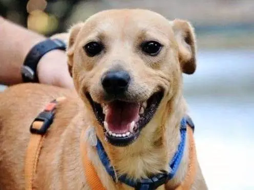 Adotta un cane, maschio, 13 anni e 8 mesi, Ferrara