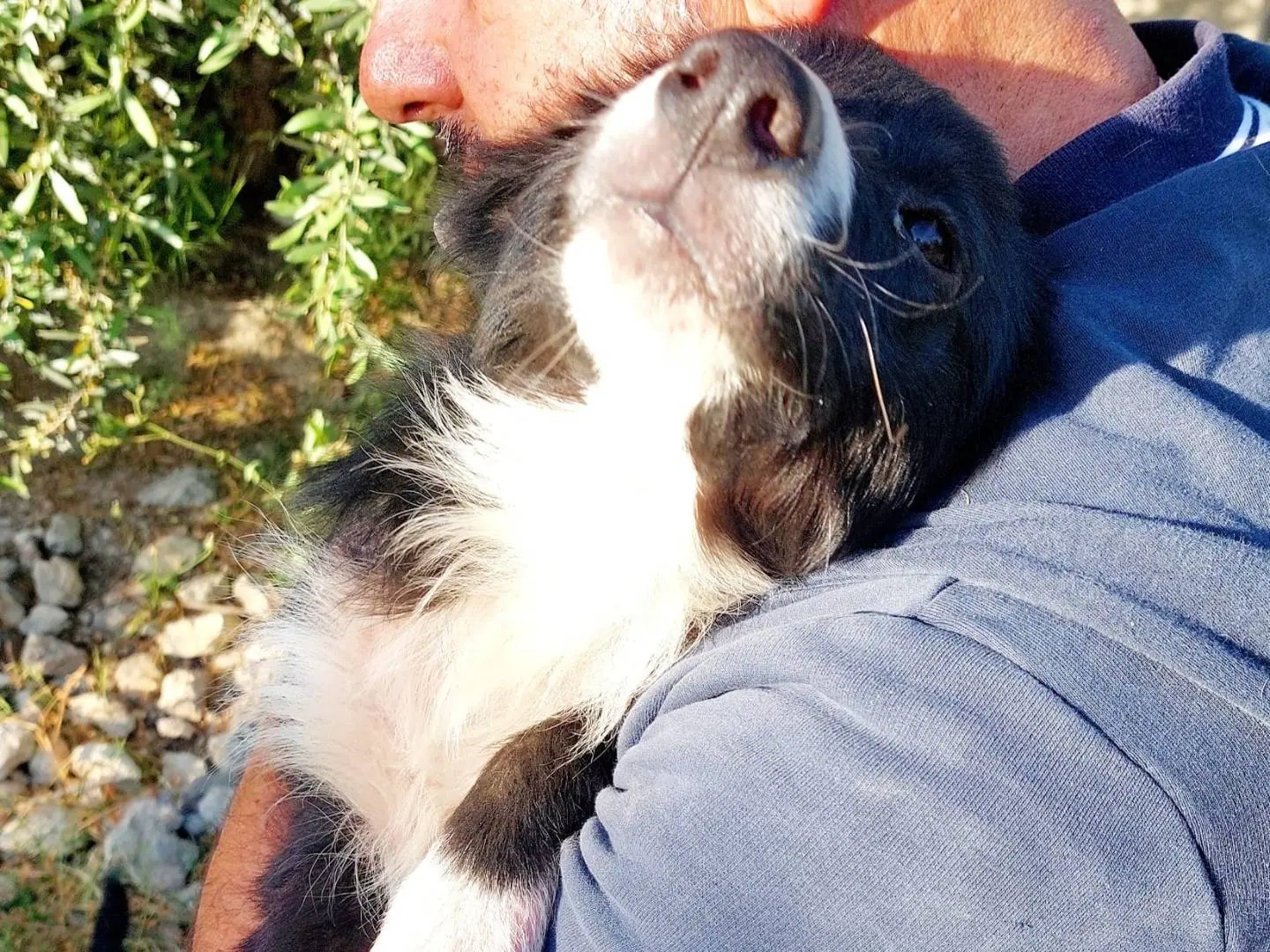 Adotta un cane, taglia media contenuta, maschio, Siracusa