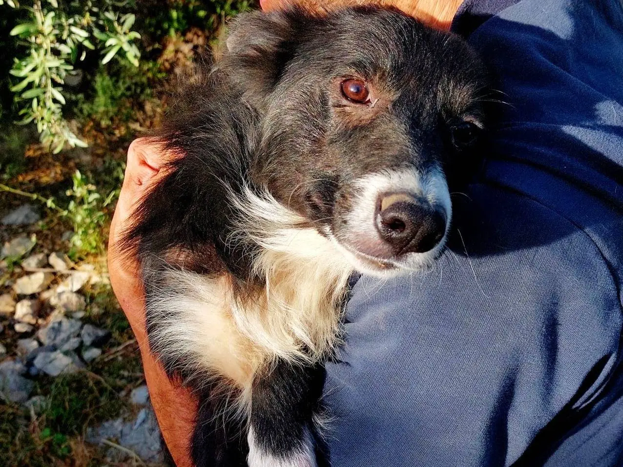 Adozione cane, maschio, Border Collie Razza sconosciuta, 10 mesi, taglia media contenuta, Siracusa