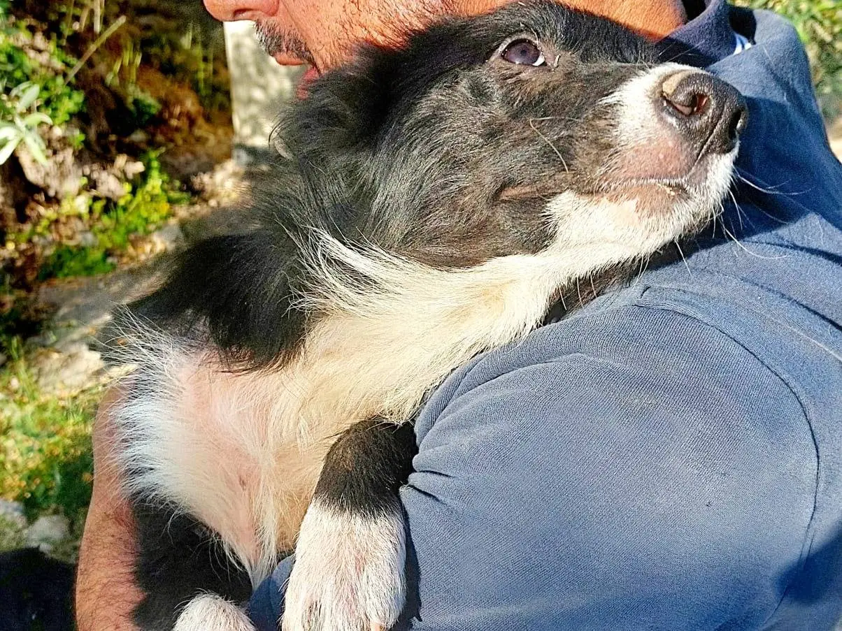Adotta un cane, maschio, 10 mesi, Siracusa