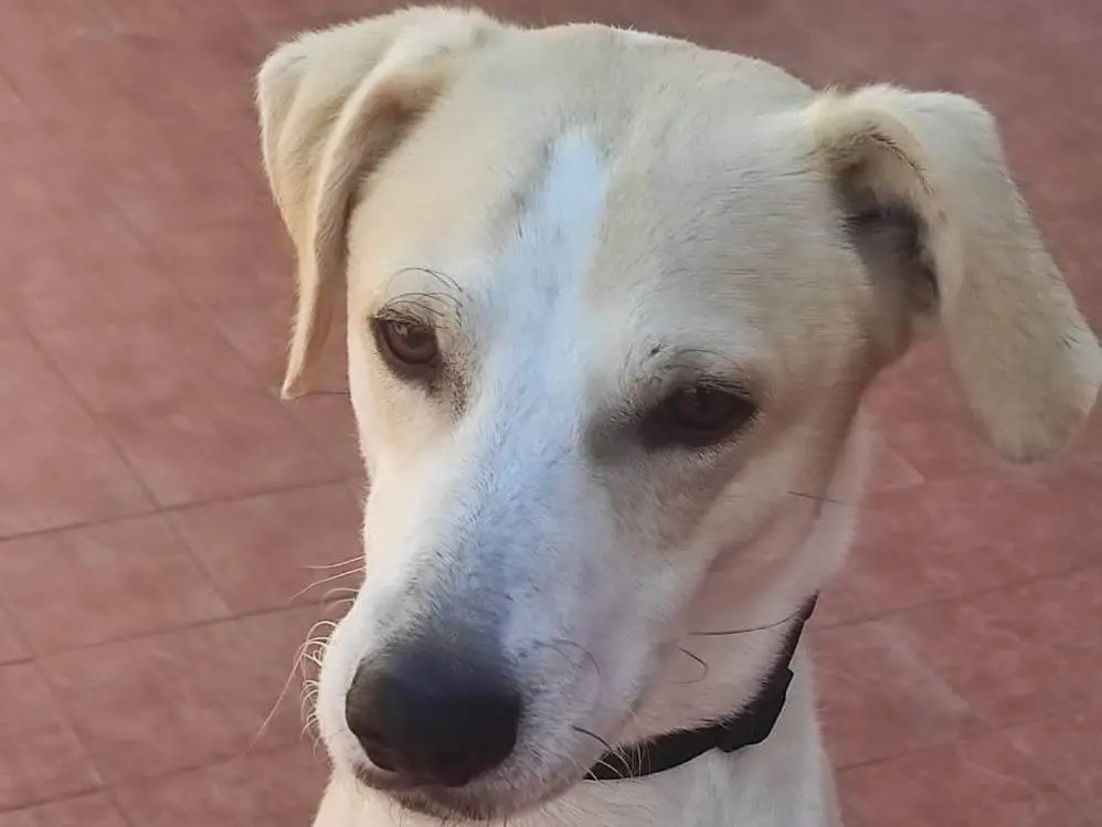 Adozione cane, maschio, Razza sconosciuta Razza sconosciuta, 4 anni e 9 mesi, taglia media, Roma