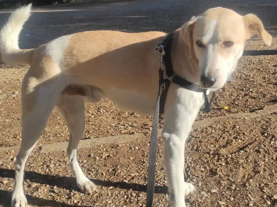 Adotta un cane, taglia media, maschio, Roma