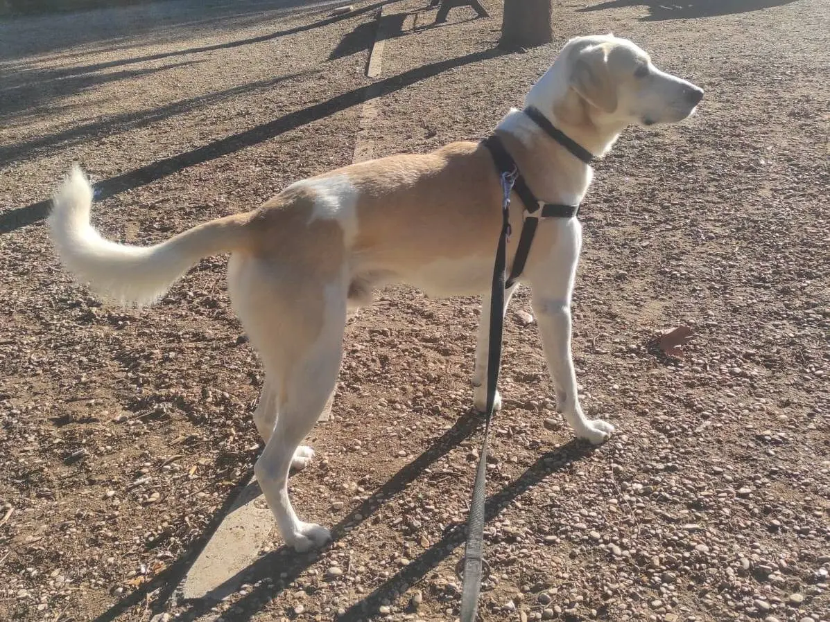 Adotta un cane, maschio, 4 anni e 9 mesi, Roma